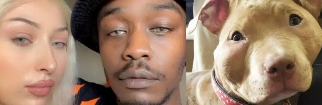 Le chien Texas, American Staff maltraité du couple Rop et Rocka French Rap Queen