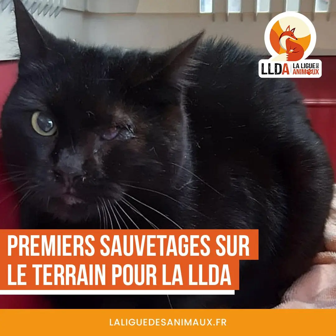 Premier sauvetage de La Ligue Des Animaux : Xena, retrouvée seule au bord de la route est prête pour l'adoption.