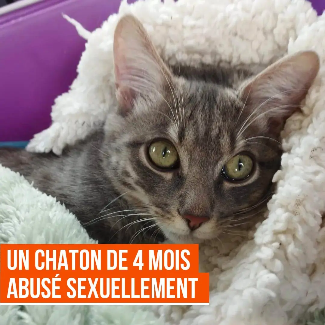 Un chaton de 4 mois nommé Pharel a été abusé sexuellement par un homme.