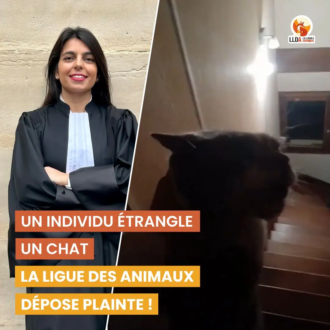 Rebelle, une chatte de 4 ans, victime d'étranglement par un homme qui a partagé la vidéo sur les réseaux sociaux. La Ligue Des Animaux dépose plainte, représentée par Maître Lauren Deplanque.