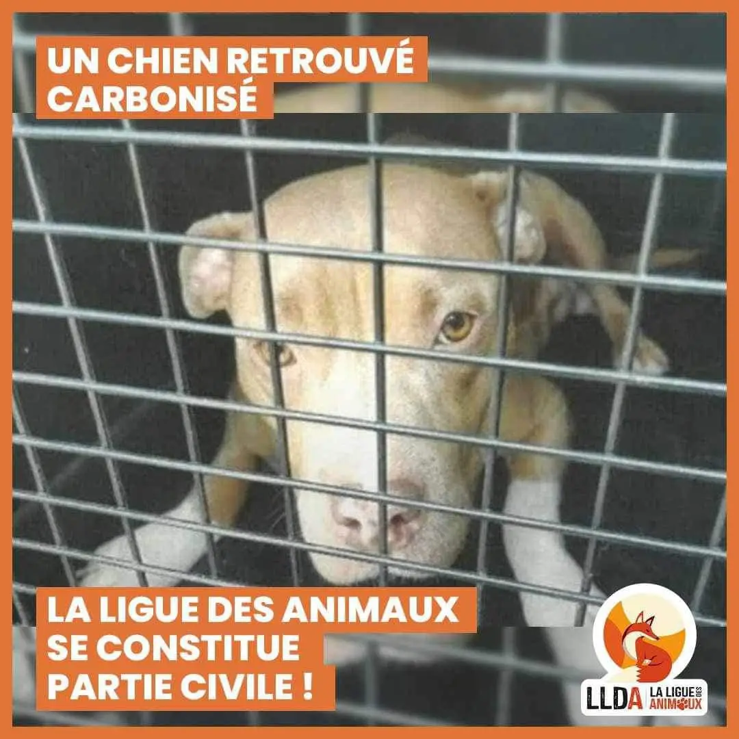 Une chienne American bully XL retrouvée carbonisée. La Ligue Des Animaux se constitue partie civile.