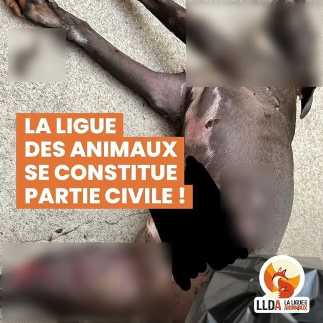 La Ligue Des Animaux se porte partie civile pour le cas de maltraitance animale sur Tsuki, une chienne American Staff.
