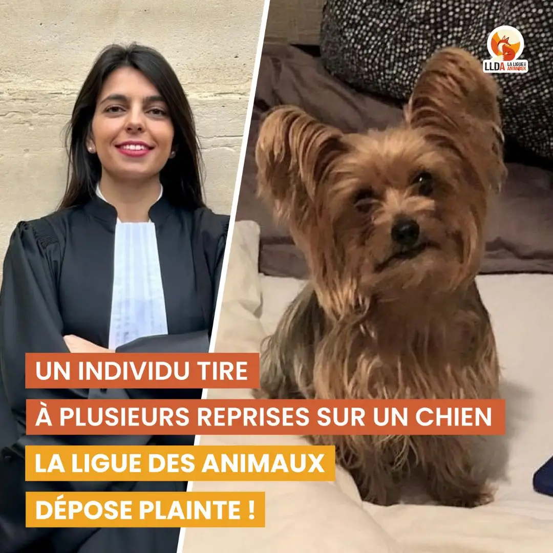 Un chien se fait tirer dessus par le voisin de son propriétaire à Parays-Vieille-Poste. La Ligue Des Animaux dépose plainte, représentée par son avocate Maître Laurent Deplanque.