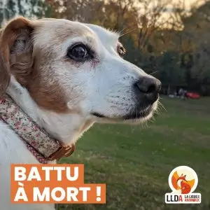 Zoé, une Jack Russel, décédée suite à une agression. La Ligue Des Animaux porte plainte