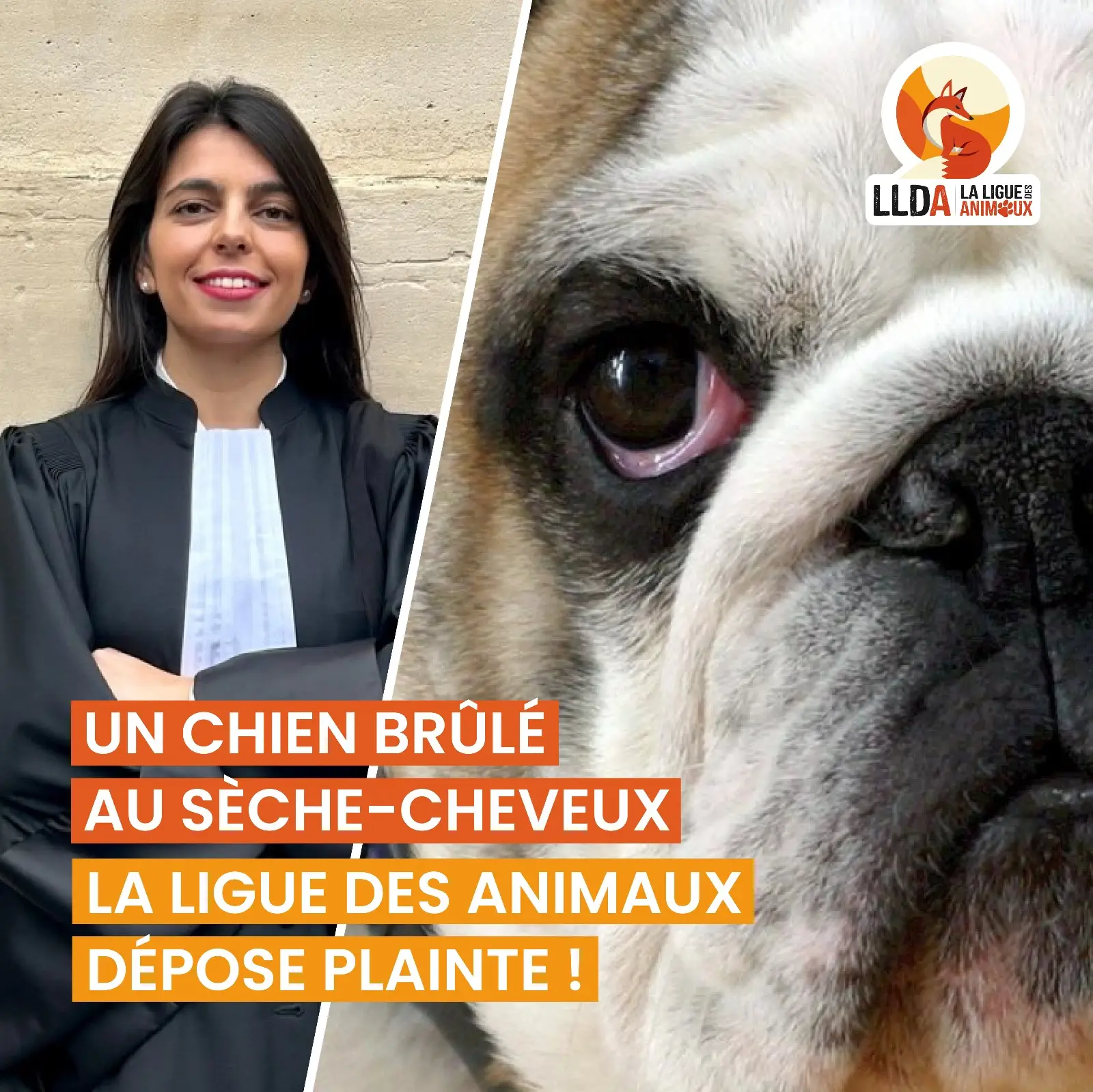 Un bouledogue anglais brulé au sèche-cheveux par sa propriétaire, La Ligue Des Animaux porte plainte.