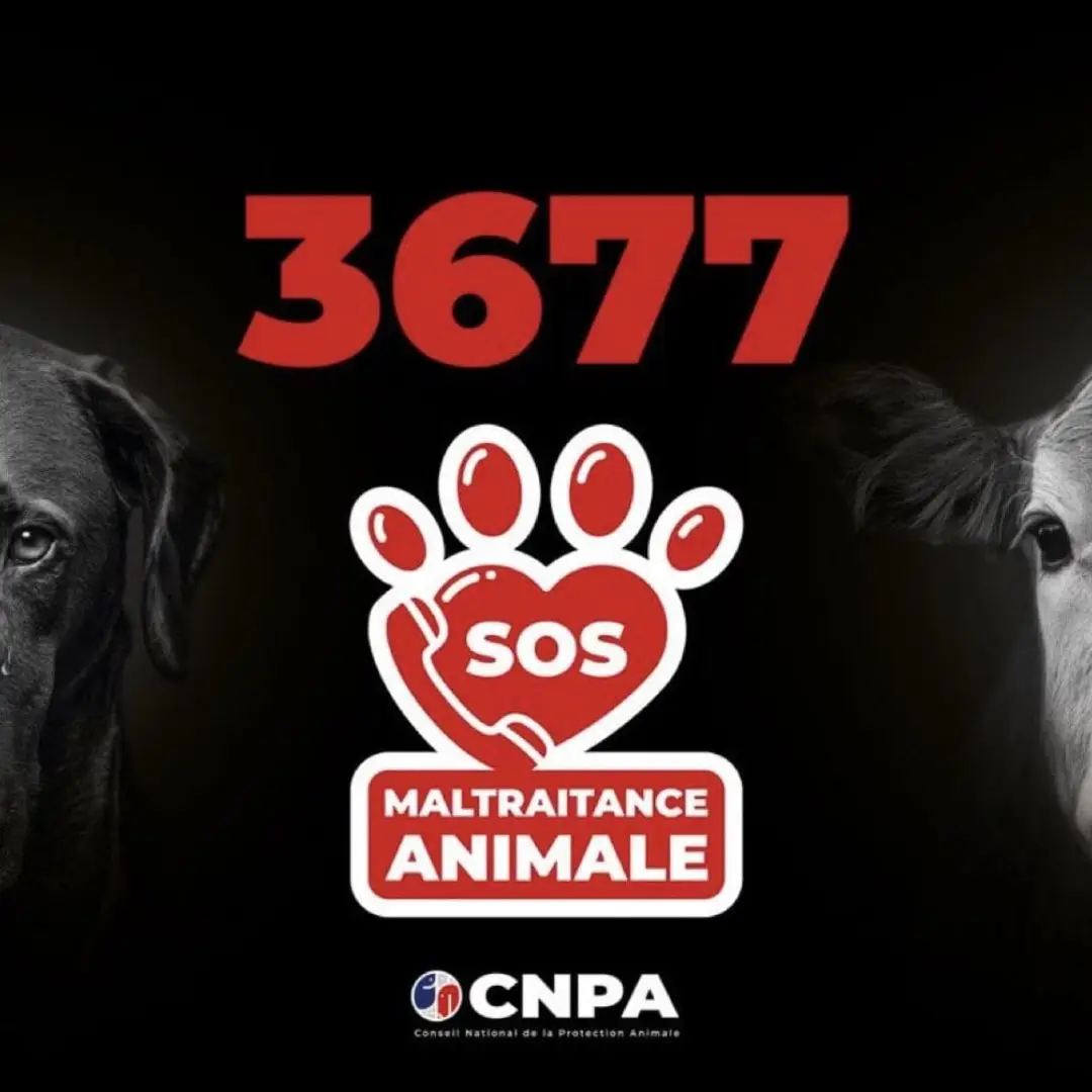 Numéro du Conseil National de la Protection Animale pour signaler un acte de maltraitance sur un animal.