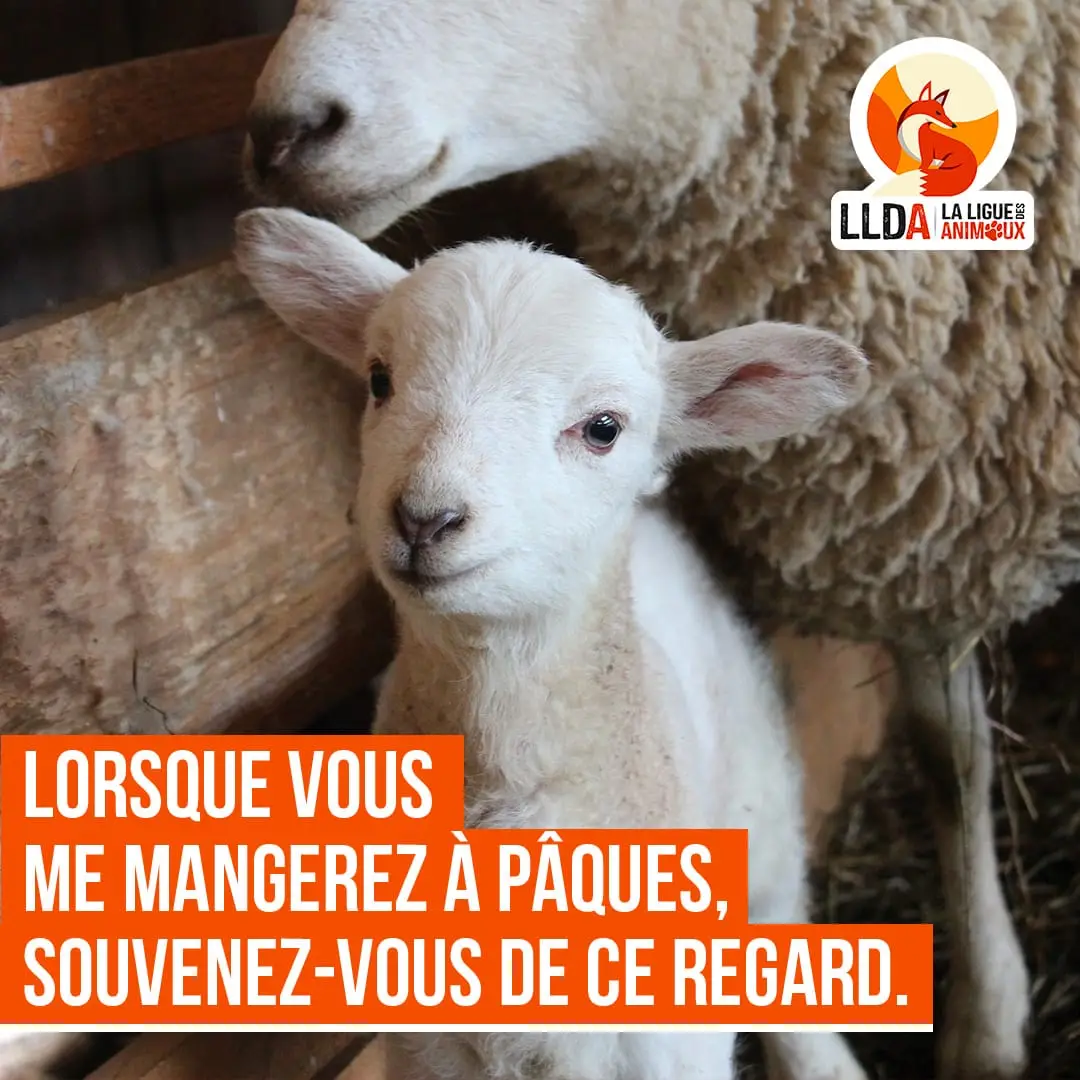 L'élevage des agneaux pour les fêtes de Pâques.