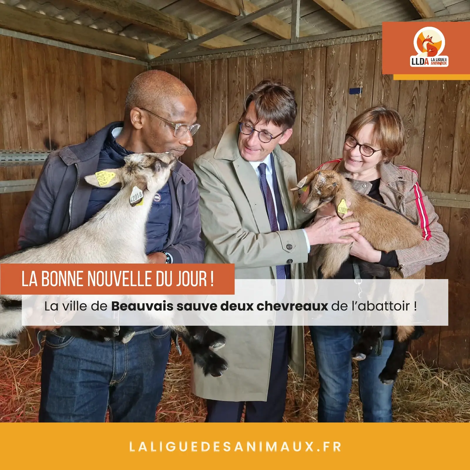La Municipalité de Beauvais sauve deux chevreaux de l'abattoir.