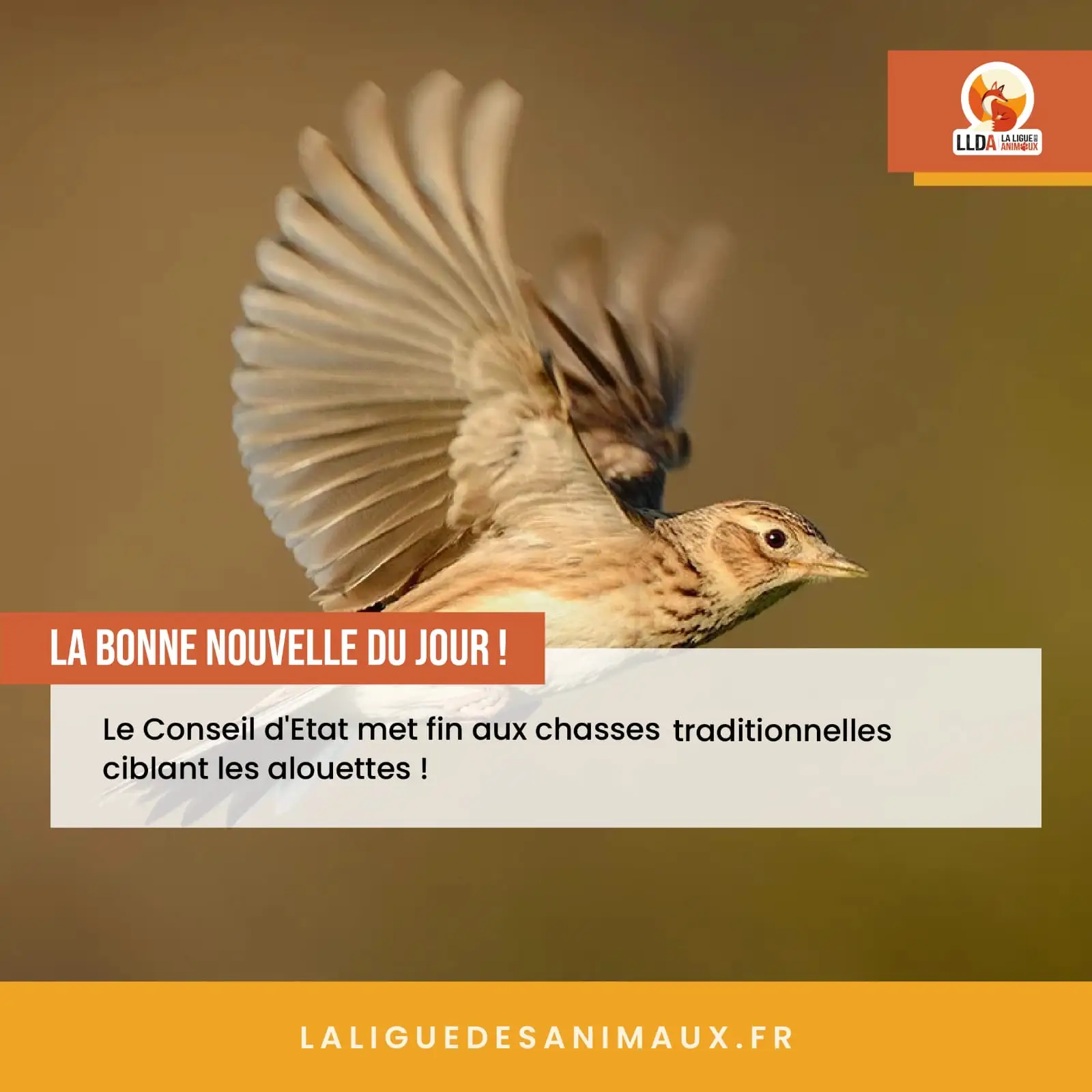 Le 6 mai 2024, Le Conseil d'Etat français a interdit la chasse traditionnelle aux alouettes.