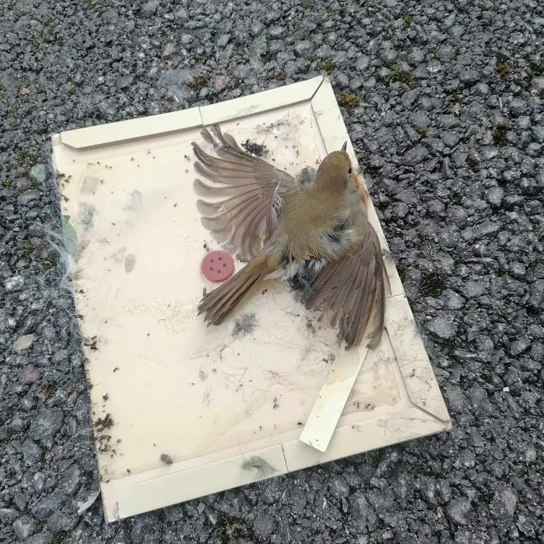 Un rouge-gorge s'est fait prendre par un piège contre les rats.
