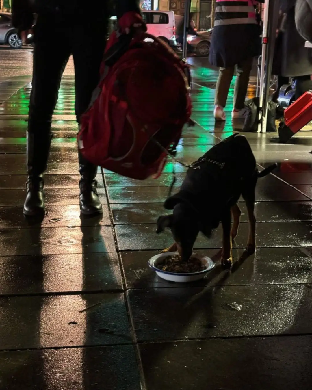 Un chien profite du don de La Ligue Des Animaux.
