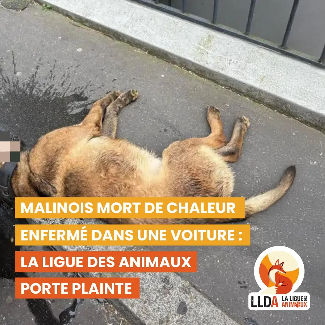 Falco, chien malinois, a été retrouvé mort dans le coffre de la voiture de son maître-chien. La Ligue Des Animaux porte plainte, représentée par son avocate, Maître Aurélie Leroux.
