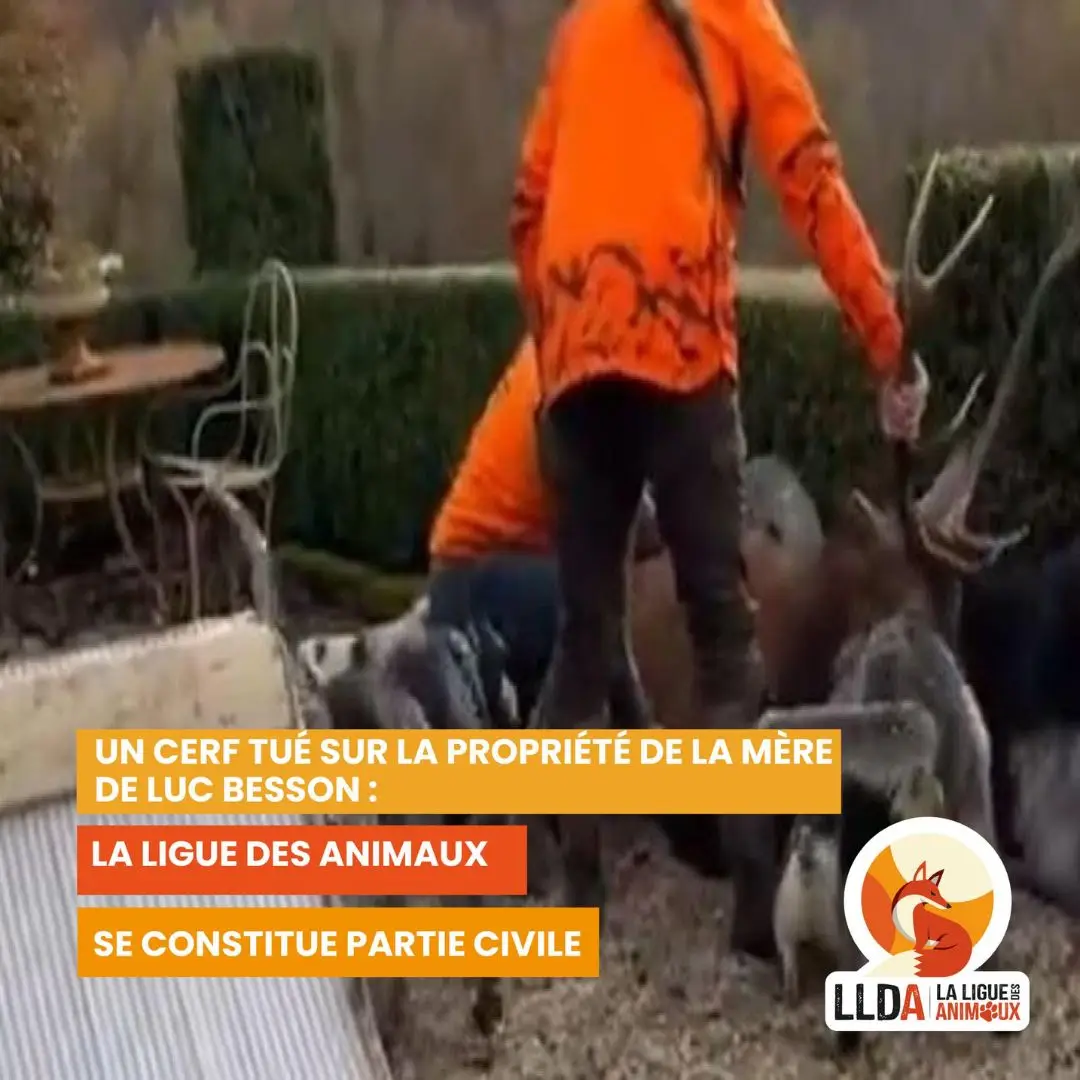 Un cerf tué illégalement sur la propriété de la mère de Luc Besson par des chasseurs. La Ligue Des Animaux se constitue partie civile, représentée par son avocate Maître Lara Buet Cado.