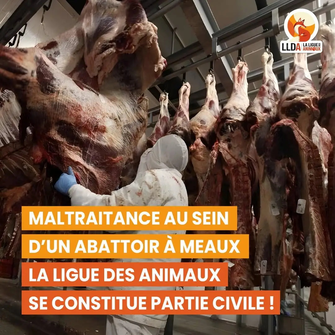 L'abattoir Aminecov de Meaux filmé maltraitant moutons et bovins. La Ligue Des Animaux se constitue partie civile, représentée par l'avocat Maître Gilles‑William Goldnadel.