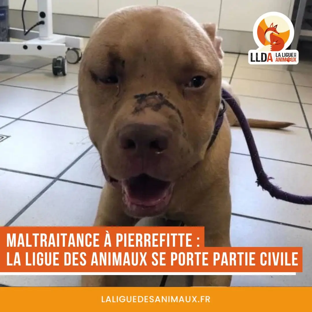 Deux chiens, un American Staffordshire Terrier et un croisé Dogue et Staff, retrouvés dans un état de souffrance extrême. La Ligue Des Animaux se porte partie civile, représentée par ses avocats Maître François-Xavier Awatar et Maître Lara Buet Cado.