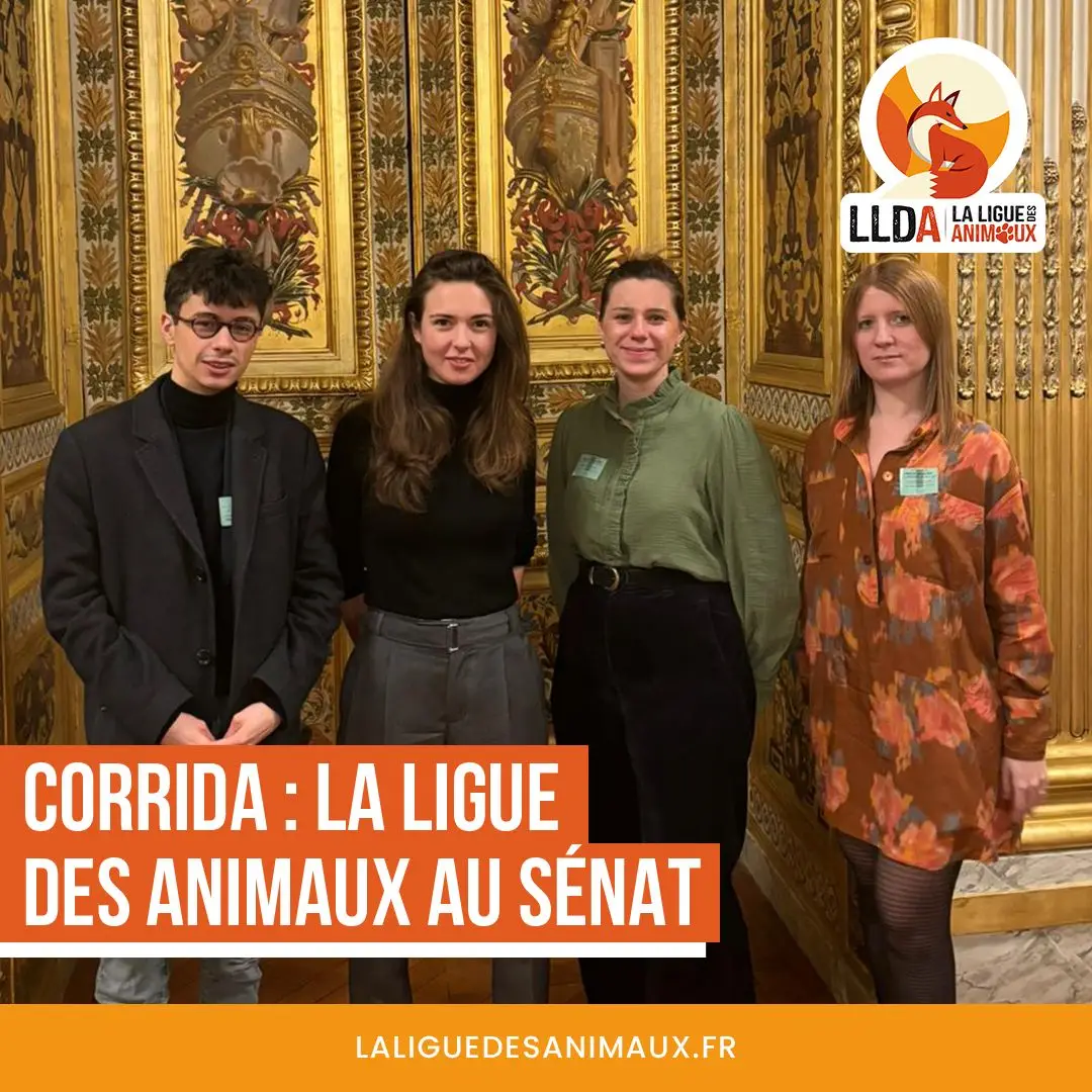 La Ligue Des Animaux s'est rendue au Sénat pour discuter de la proposition de loi visant l'interdiction de la corrida et des combats de coqs aux mineurs de moins de 16 ans.