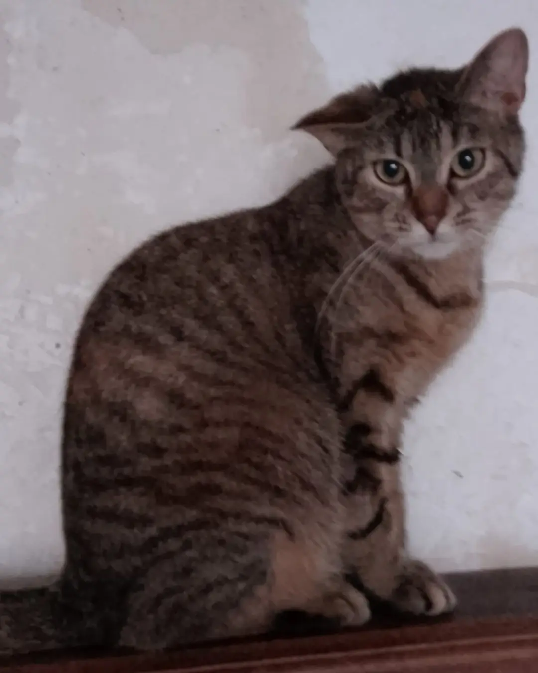 Choupette, chat femelle à adopter