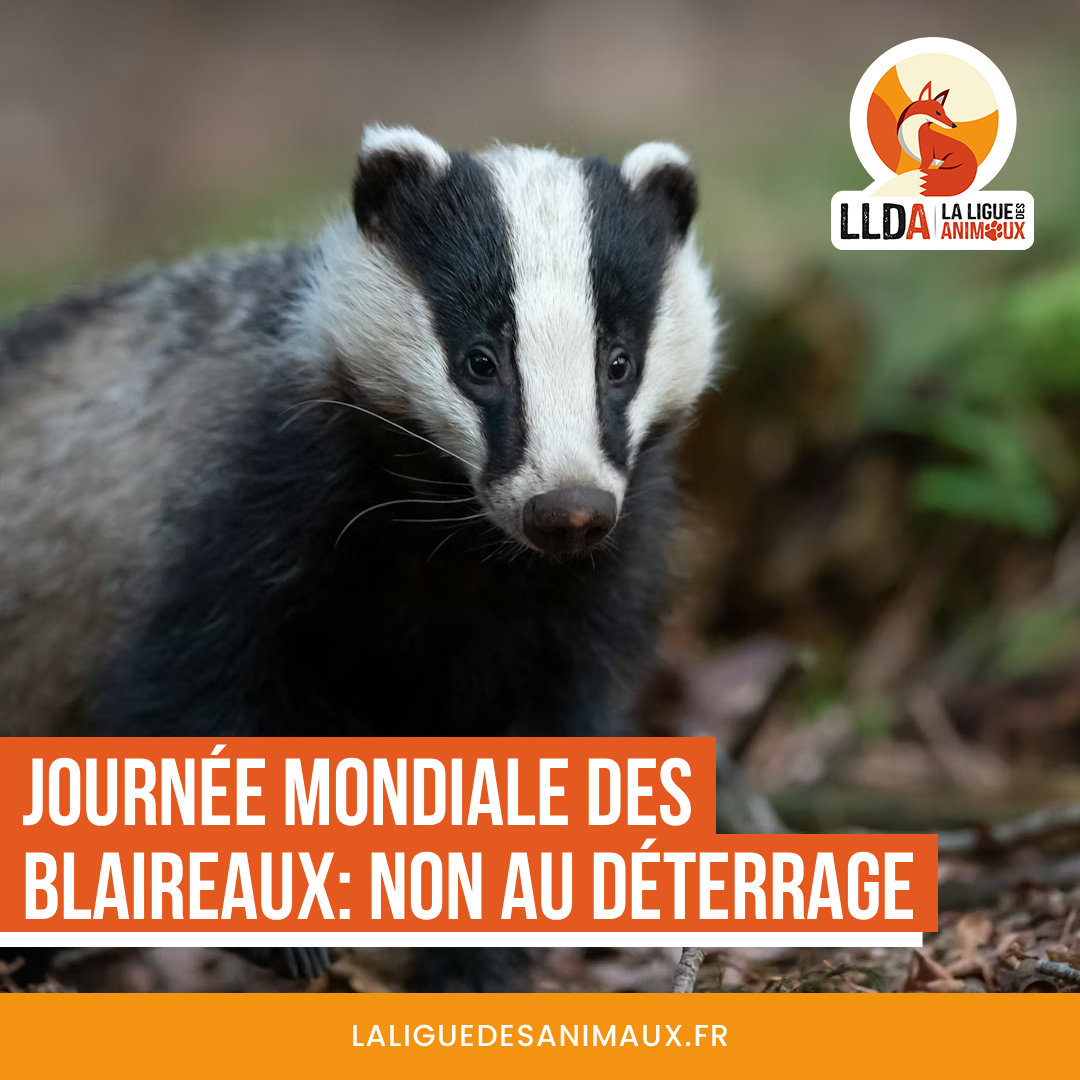 Un blaireau