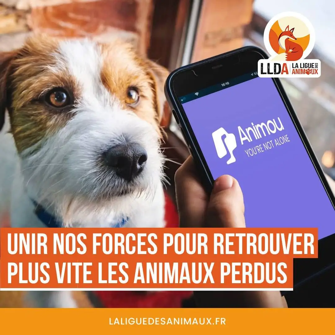 Animou, application communautaire pour retrouver un animal perdu