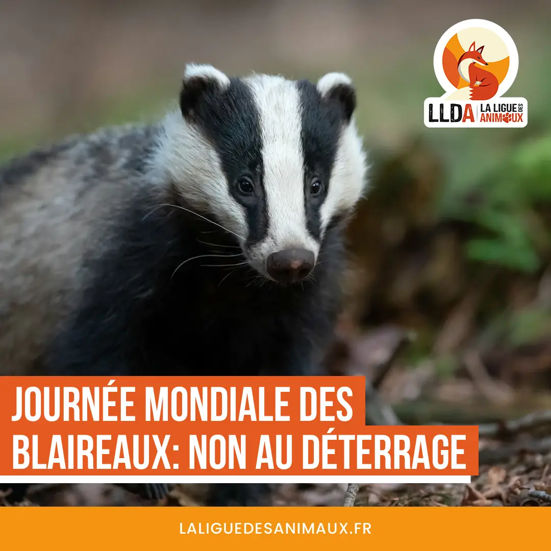 Journée Mondiale des Blaireaux