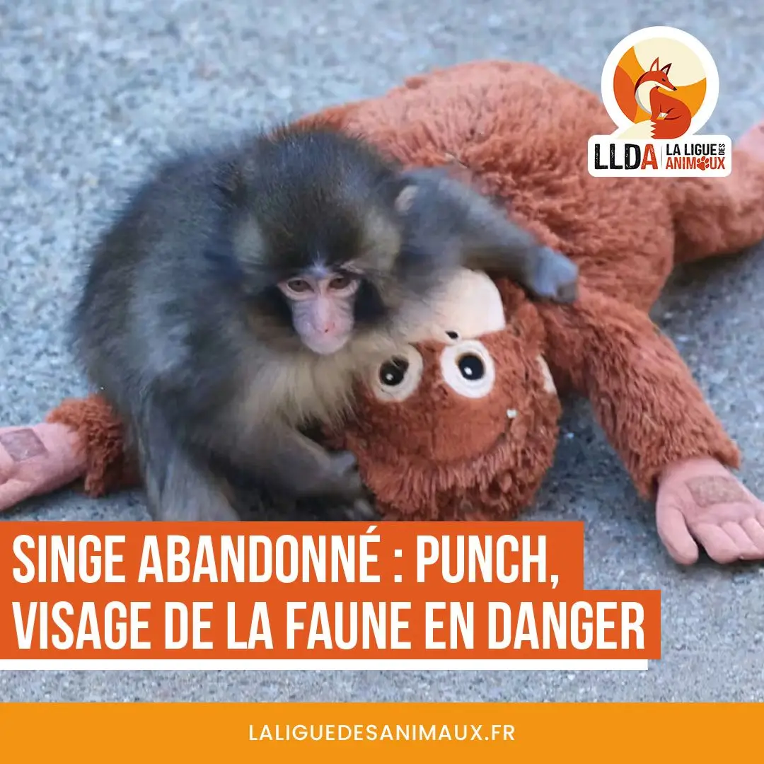 Conditions de vie des singes dans les zoo illustrées par le cas de Punch