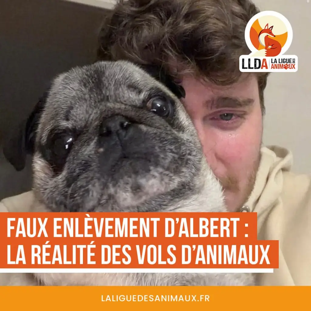 Faux enlèvement du chien carlin Albert appartenant à l'influenceur Cyril Schreiner