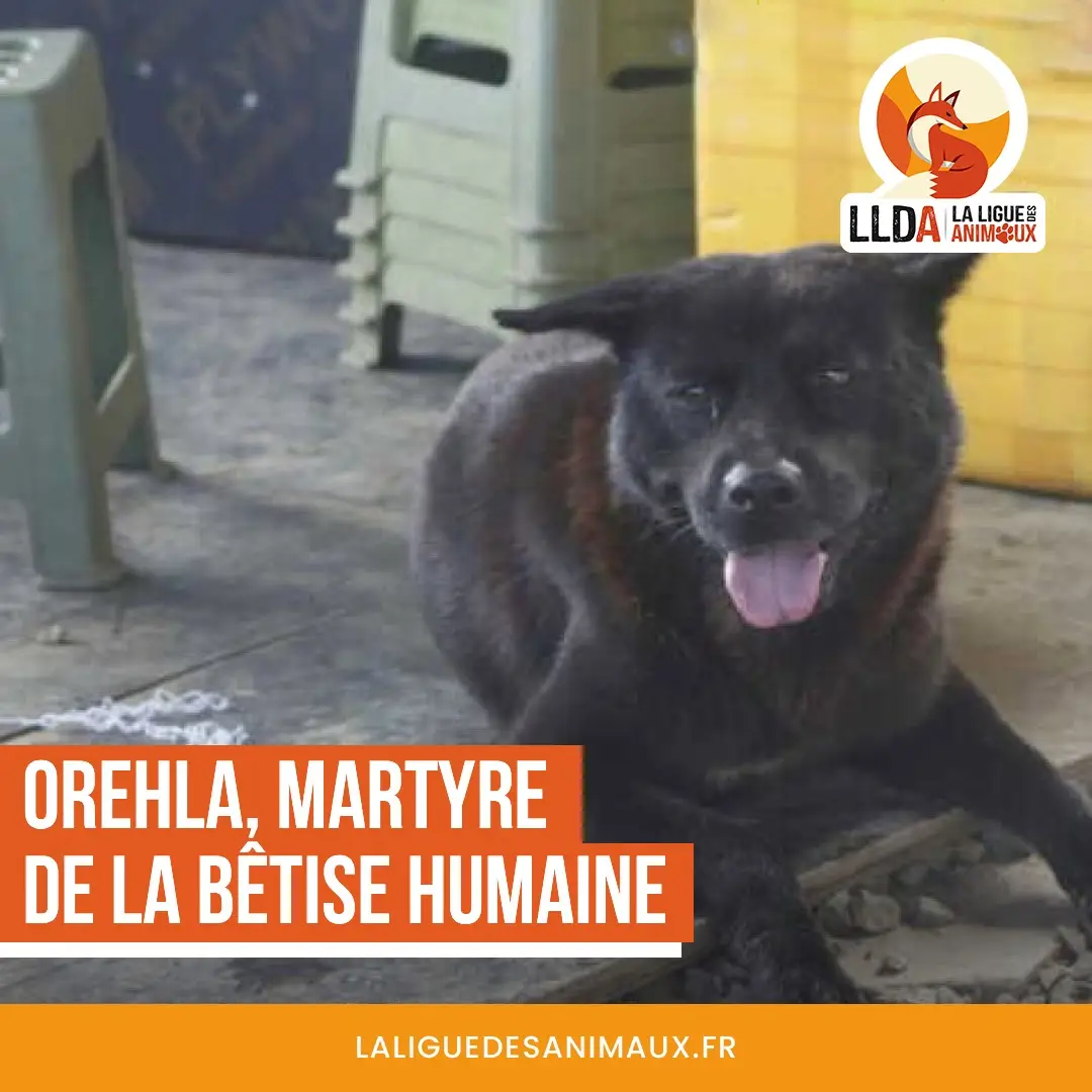 Orehla, une chienne d'un quartier brésilien, battue à mort par des adolescents