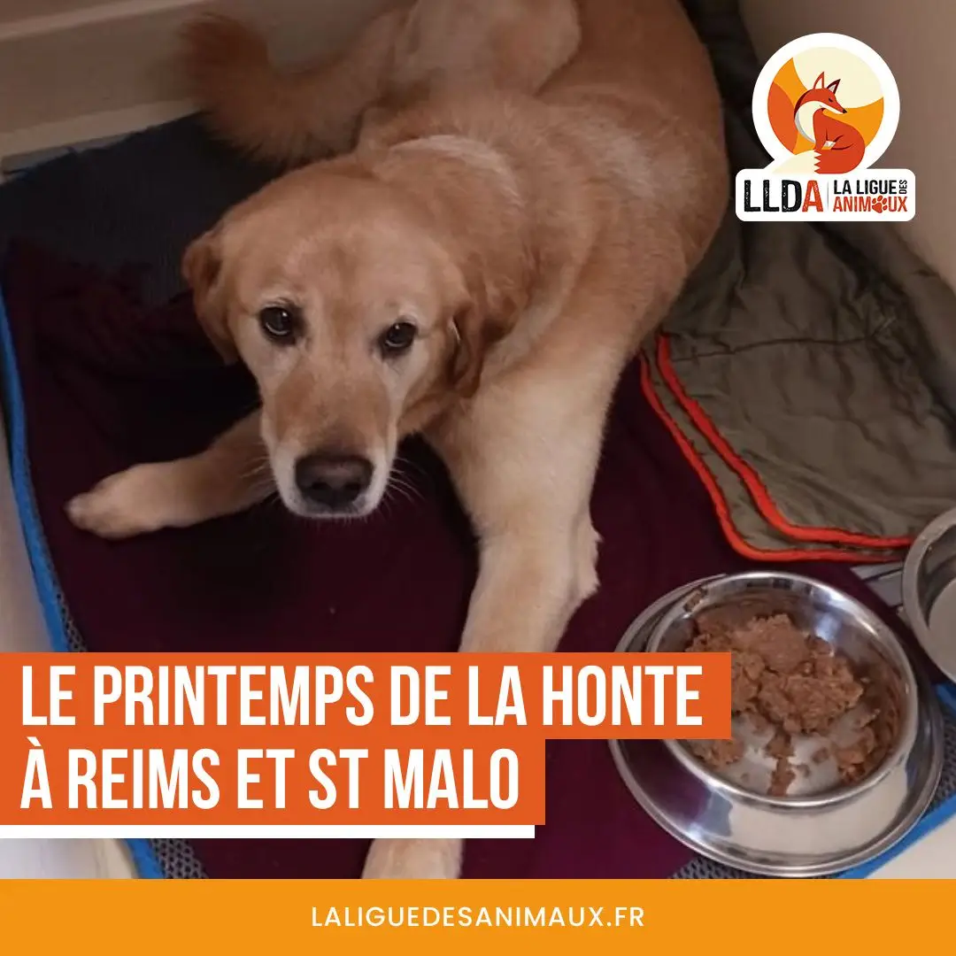 Deux chiens maltraités en l'espace de quelques semaines en France